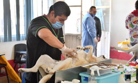 Realizarán Sesa y Ayuntamiento de Huamantla jornada de esterilización para perros y gatos