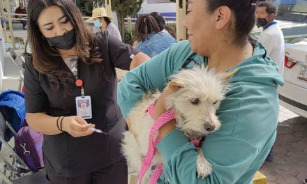 Tendrá Huamantla jornada de vacunación antirrábica canina y felina