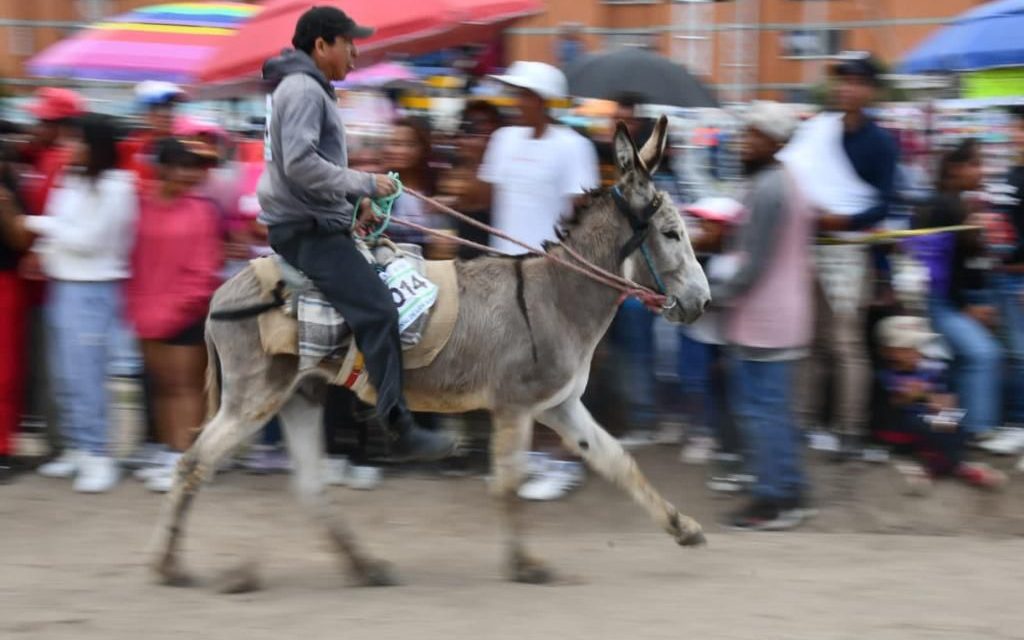 Creatividad y adrenalina se vive en la tradicional carrera de burros en la Feria de Huamantla 2023