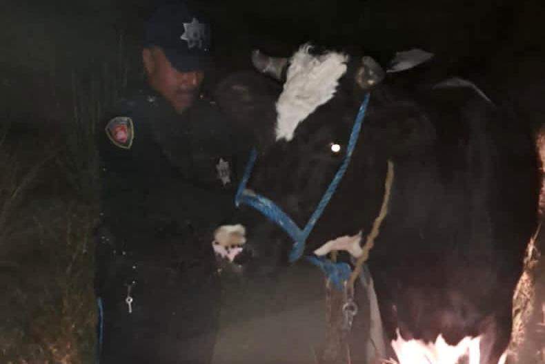 Recupera policía de Huamantla ganado bovino tras operativo en El Carmen Xalpatlahuaya