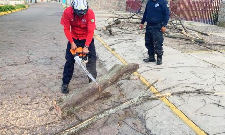 Retira Protección Civil de Huamantla árbol caído sobre el Bulevar Fernando Hernández Carrasco
