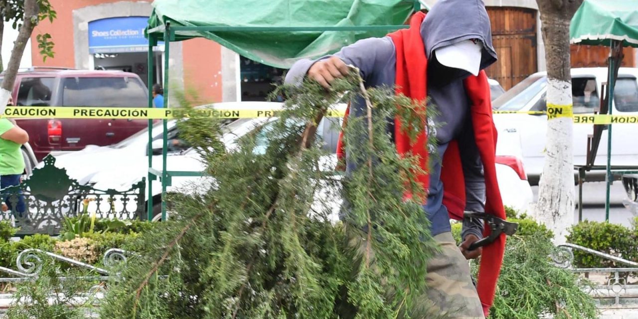 Invita Gobierno de Huamantla a reciclar tu árbol natural de navidad